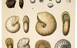 Wyville Thomson, Voyage of H.M.S. Challenger 1873-1876. Zoology Vol. 9 Foraminifera, 1884 Foraminifera