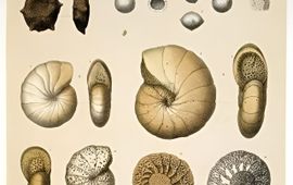 Foraminifera