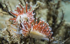 Slanke waaierslak: een typische wintergast in de Oosterschelde