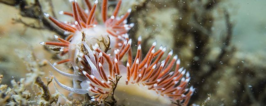 Slanke waaierslak: een typische wintergast in de Oosterschelde