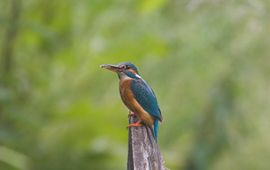 Martin Mollet, Saxifraga IJsvogel, alcedo atthis