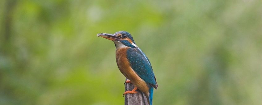 IJsvogel, alcedo atthis