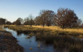 Hrald Bargerveen, hoogveen, Creative Commons-licentie Naamsvermelding-Gelijk delen 3.0 Unported