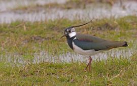 Jan Nijendijk, Saxifraga Vanellus vanellus. Kievit