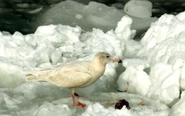 Grote burgemeester, http://www.ecnc.org/publications/freenatureimages