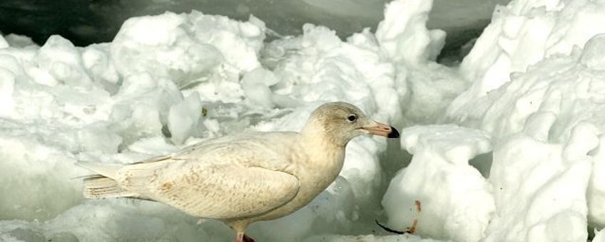 Grote burgemeester, http://www.ecnc.org/publications/freenatureimages