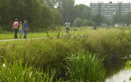 Meer groen in en om de stad Utrecht. Gezond voor ons, verkoelend voor de stad en goed voor de biodiversiteit.