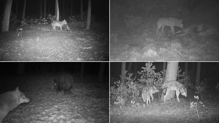 Linksboven: een vers geplaatst ree wordt meegenomen; rechtsboven: wolf eet van een vers geschoten edelhert; linksonder: wolf geeft ruimte aan een wild zwijn; rechtsonder: wolvenpaar markeert bij een aasplek