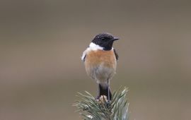 Saxicola torquata. Roodborsttapuit man