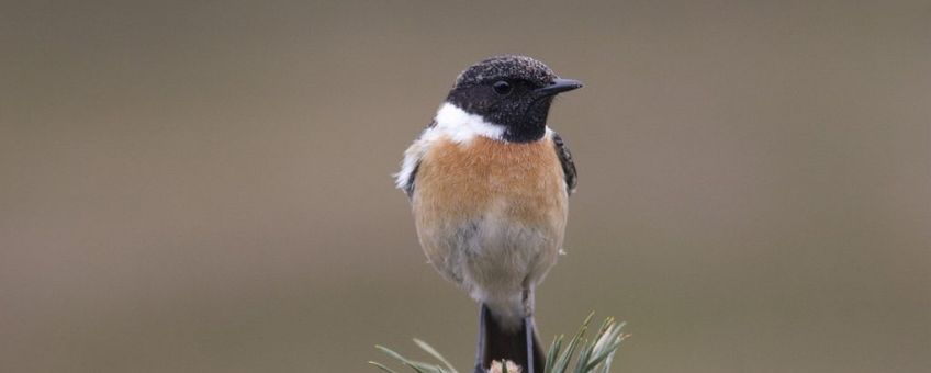 Saxicola torquata. Roodborsttapuit man