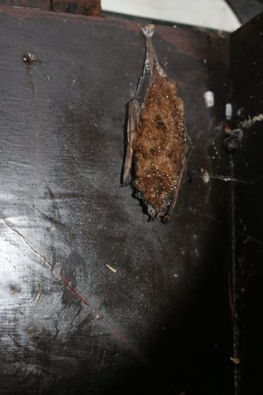 Dode rosse vleermuis in bosuilenkast
