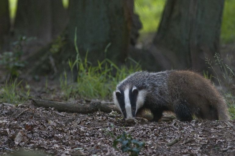 Dassen zijn nu druk met het verzamelen van voedsel en nestmateriaal voor de winter