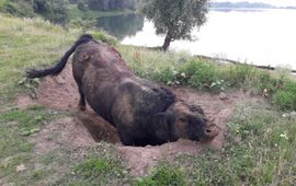 Jeroen Helmer, ARK Natuurontwikkeling Fanatieke stier in zijn kuil EENMALIG GEBRUIK