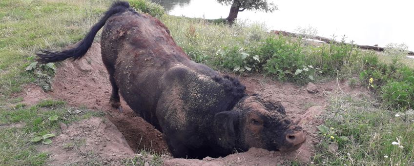 Fanatieke stier in zijn kuil EENMALIG GEBRUIK