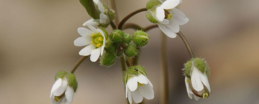 Staat de voorjaarsbode Vroegeling al in bloei?