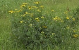 Boerenwormkruid, Tanacetum vulgare