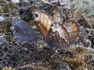 Een mannetje heivlinder flirt met een vrouwtje kleine heivlinder