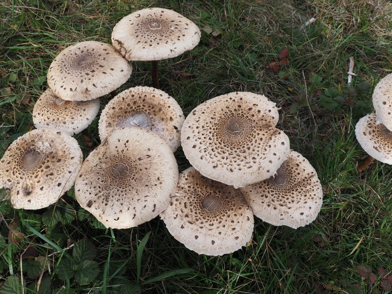 Groot aantal grote parasolzwammen in de duinen bij Bakkum