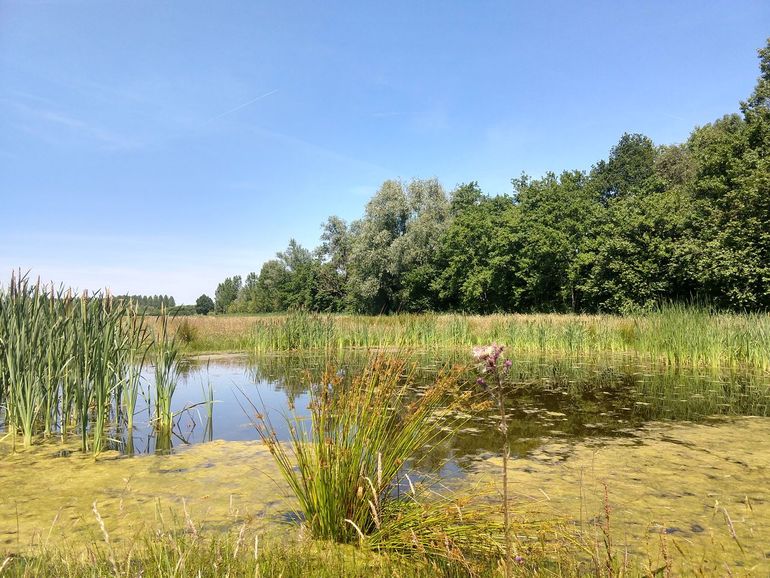 In de Leidsche Hoeven zijn ook poelen gegraven. Kale jonker (op de voorgrond) heeft al voet aan de grond gezet. De rest van het gebied is nog niet nat genoeg