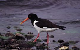 Scholekster op het wad