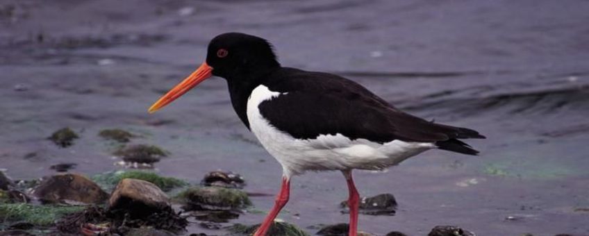 Scholekster op het wad