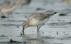 Adult knot searching for food on the mud flats