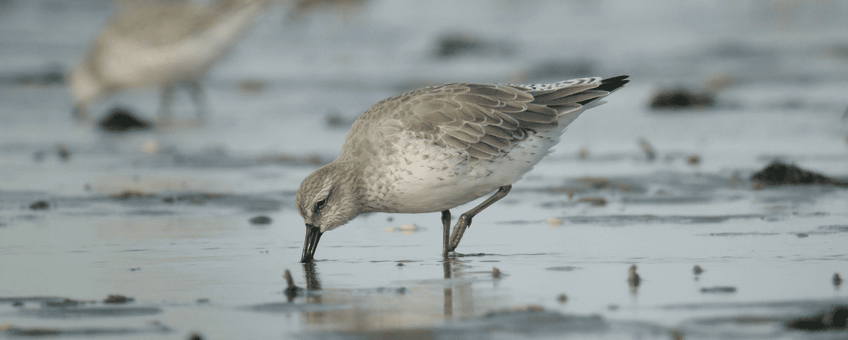 Adult knot searching for food on the mud flats