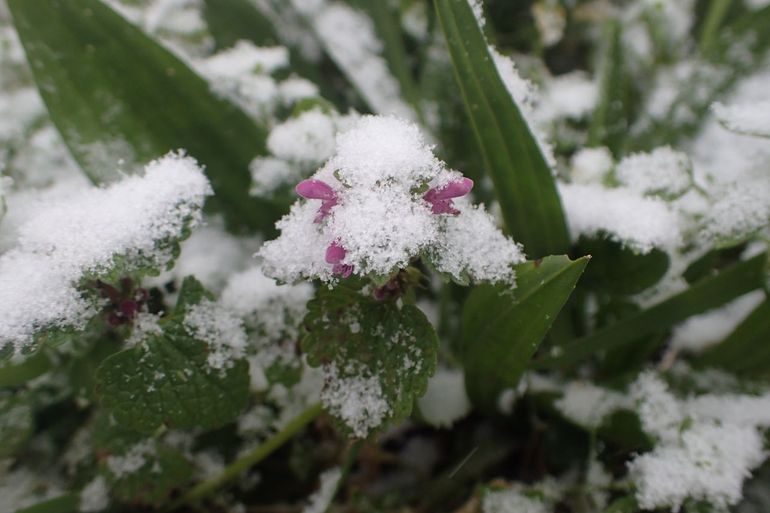 Paarse dovenetel eindigde op de derde plaats