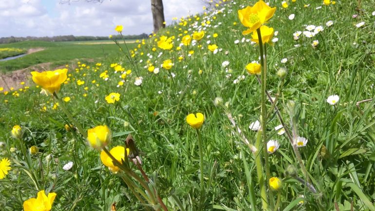 Bloemrijke dijk in een polder bij Rhoon