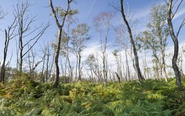 Staatsbosbeheer Overal waar je kijkt staan adelaarsvarens en pijpenstrootjes. Die houden van een droge stikstofrijke grond.