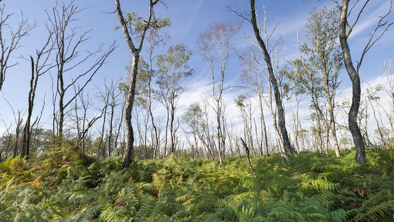 Droge stikstofrijke grond met varens en bomen