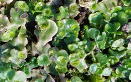 Gerda van Uffelen Thallus halvemaantjesmos in de Leidse Hortus