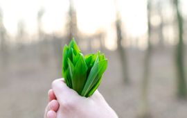 Hand die groene plant vasthoudt