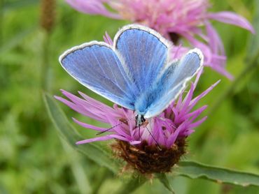 Icarusblauwtje op knoopkruid