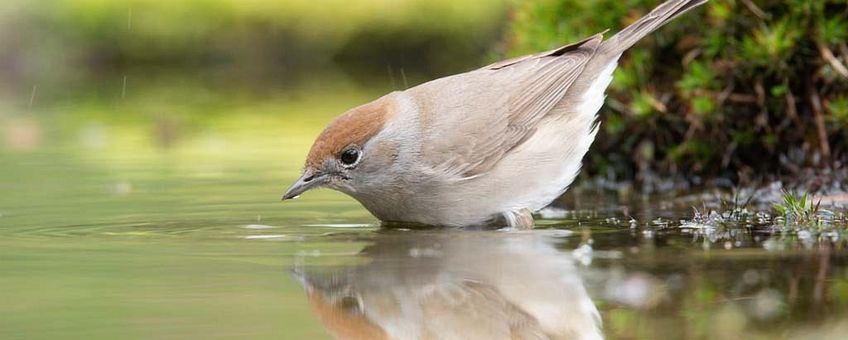 Sylvia atricapilla. Zwartkop vrouw