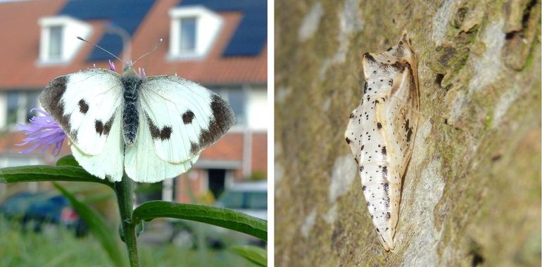 Vlinder en pop van het groot koolwitje