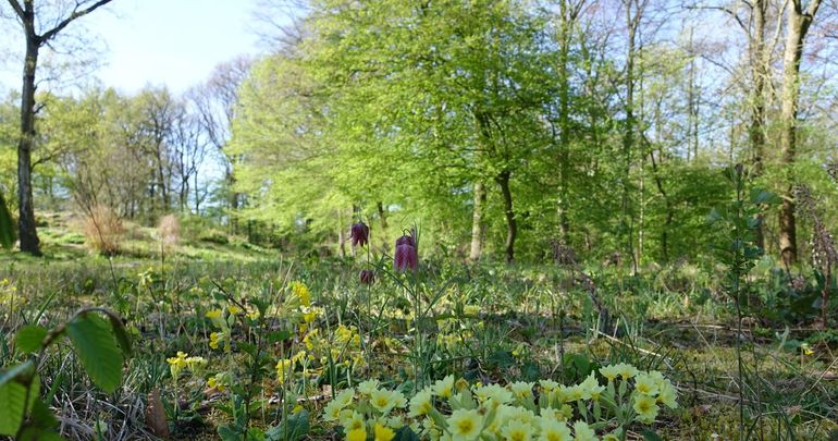 Kievitsbloemen en sleutelbloemen in een hooiland van Hortus Nijmegen