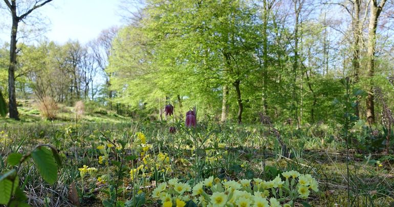 Kievitsbloemen en sleutelbloemen in een hooiland van Hortus Nijmegen