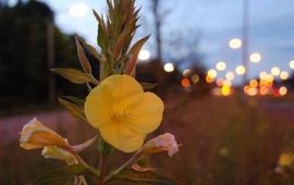 Teunisbloem
Foto: Wout van der Slikke