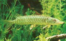 Wikimedia Commons snoek