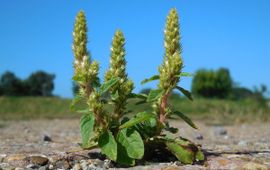 Saxifraga-Ed Stikvoort Papegaaienkruid