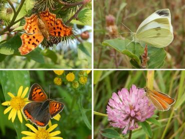 Enkele vlinders die je kunt tegenkomen op de Klompenpade, v.l.n.r.: boven: gehakkelde aurelia en klein koolwitje, onder: kleine vuurvlinder en zwartsprietdikkopje