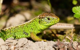 Lacerta agilis. Zandhagedis