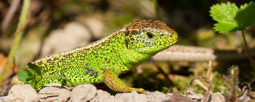 Lacerta agilis. Zandhagedis