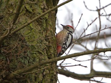 Middelste bonte specht