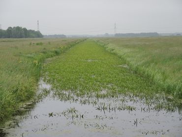 Groen en vitaal krabbenscheer in Krimpenerwaard