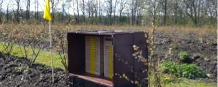 Nestblokken voor de solitaire bijen in een blauwe bessen plantage