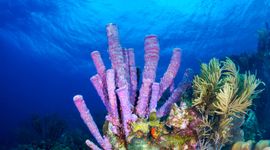 De onderzoekers hebben 24 van de meest voorkomende sponssoorten uit tropische koraalriffen rond het eiland Curaçao onderzocht.