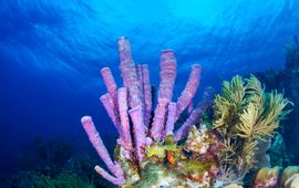 De onderzoekers hebben 24 van de meest voorkomende sponssoorten uit tropische koraalriffen rond het eiland Curaçao onderzocht.