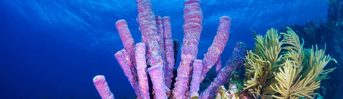 De onderzoekers hebben 24 van de meest voorkomende sponssoorten uit tropische koraalriffen rond het eiland Curaçao onderzocht.